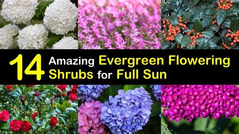 Get the best deals on bush/shrub full sun bushes & shrubs. 14 Amazing Evergreen Flowering Shrubs for Full Sun