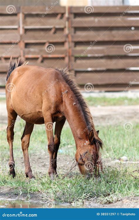 Brown Horse Grazing Near Farm Stock Image Image Of Animal Beautiful