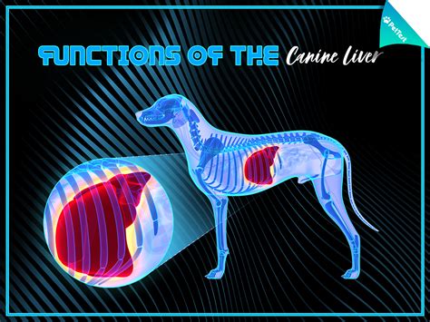 Functions Of The Canine Liver Pettest By Advocate