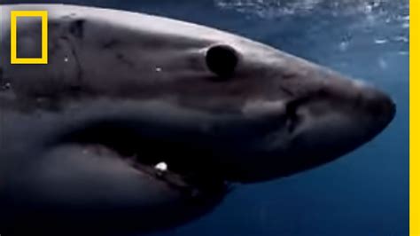 Great White Sharks National Geographic Youtube