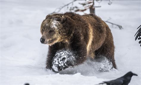 Grizzly Bear Running Montana Winter Snow Sony A1 Ilce 1 Fine Art