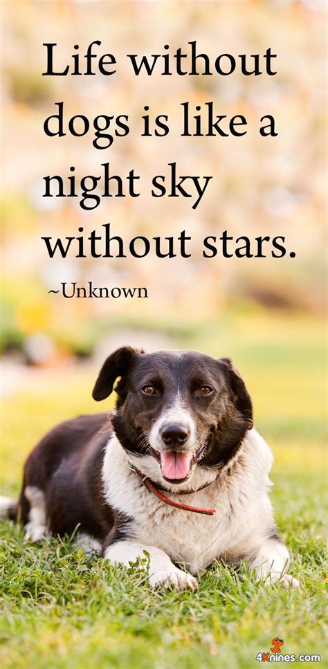 798 Best Inspirational Dog Quotes Images On Pinterest Animal Quotes