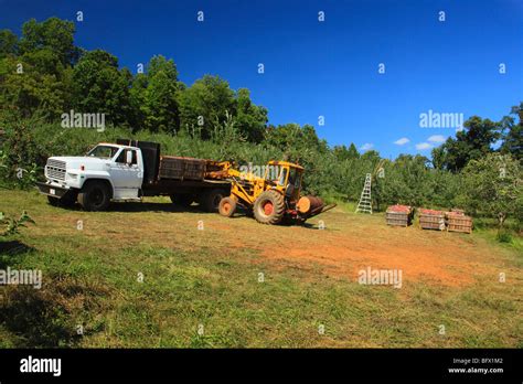 Dickie Brothers Apple Orchard at Massies Mill, Nelson County, Virginia