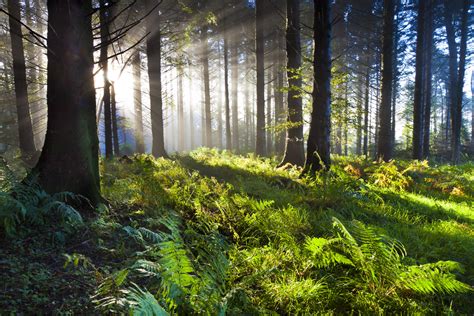 Forest Photography Tips Udemy Blog