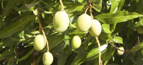 By the way, all of these varieties have been successfully fruited in perth. Best Fruit Tree Nursery Perth ~ TheNurseries