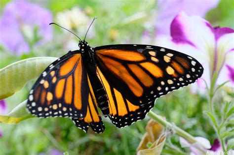 How To Tell The Difference Between A Male And Female Monarch Butterfly Beauty On The Wing