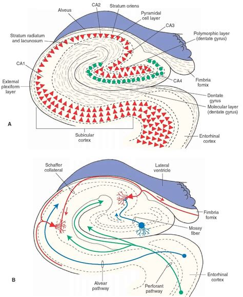 Hippocampus Anatomy Anatomical Charts And Posters