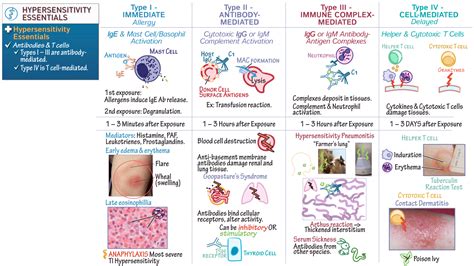 Immunology Microbiology Hypersensitivity Overview Draw It To Know It