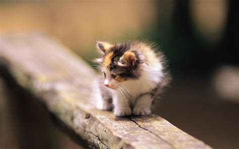 Wallpaper Scared Kitten 1920x1200 Hd Picture Image