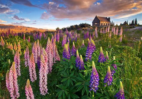 Purple Lupine Field The Sky Flowers Mountain Hd Wallpaper