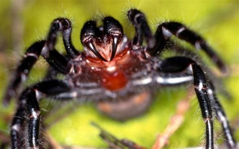 7 Dangerous Spiders In Spain To Be Aware Of Our Spanish Life
