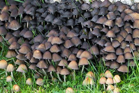 Cluster Of Small Brown Fungus Mushroom With Bell Shape Growing On Green