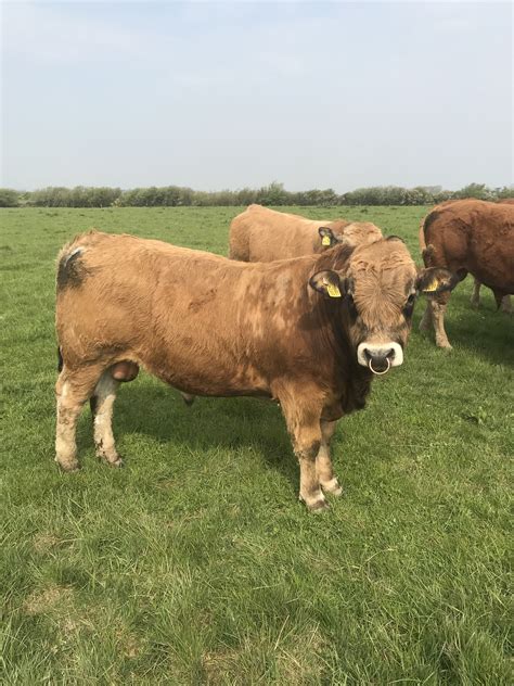 Purebred Aubrac Bulls - Haystack Buy and sell farming