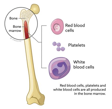Red marrow is found mainly in the flat bones such as hip bone, breast bone, skull, ribs, vertebrae and shoulder blades, and in the cancellous (spongy) material at the proximal ends of the long bones femur and humerus. How do you extract bone marrow stem cells? - Back Pain ...