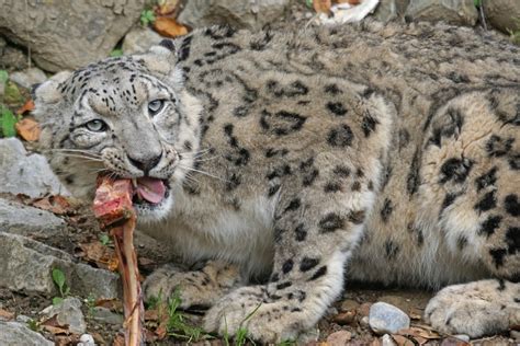 Free Images Wildlife Zoo Food Predator Eat Fauna Big Cat