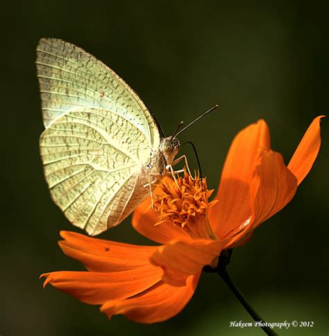 Hakeem Photography Butterfly Drinking Nectar