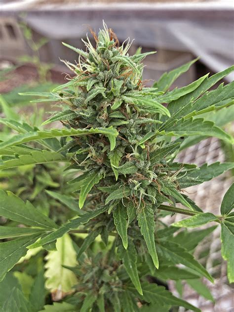 Cbd buds are the flowers of female hemp plants which have been specially bred to contain very high levels of cannabidiol and low levels of thc (tetrahydrocannabinol). Moving Forward in 2020 with the UF/IFAS Industrial Hemp ...