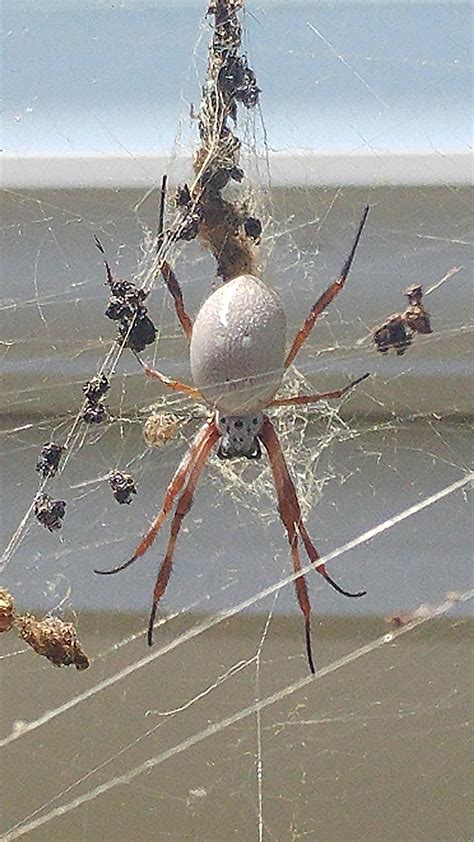 Can Someone Identify This Spider Found In Perth Australia R