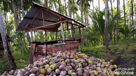 Visiting My Coconut Farm Harvesting Time Youtube