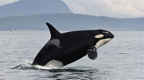 Southern Resident Orcas Spotted In Salish Sea After 2 Month Absence