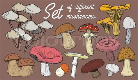 Mushrooms Set Vector Illustration Of Stock Vector Colourbox