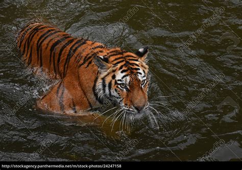 Siberian Amur Tiger Swimming In Water Royalty Free Image 24247158