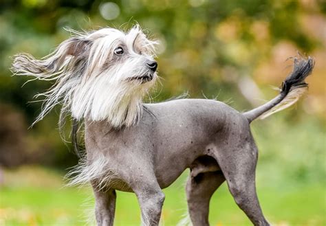 10 Strangest Looking Dog Breeds Who Are Still Adorable Atelier Yuwa