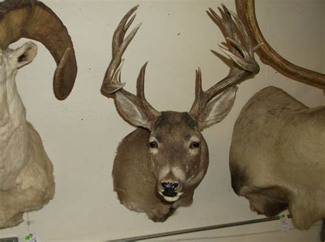 Non Typical Whitetail Mount 140 Class Buck