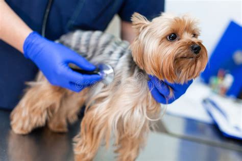 Vet Doctor Exam Dog With Phonendoscope Pet Medicine Concept Stock