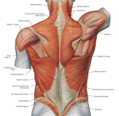 The muscular system is an organ system consisting of skeletal, smooth and cardiac muscles. back Lower Back Muscle Anatomy muscles anatomy of hip and ...