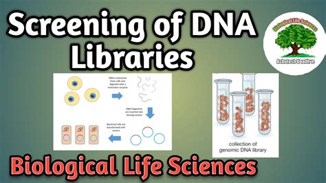 Screening Of Dna Libraries Youtube