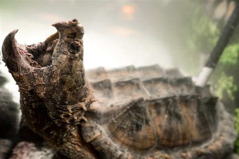 Alligator Snapping Turtle Vs Common Snapping Turtle Baby