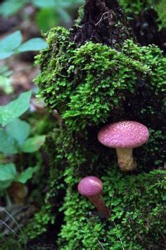 Pin By Kaatjie Muller On Enchanted Mystical Stuffed Mushrooms