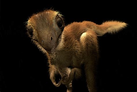 Baby T Rex Was An Adorable Ball Of Fluff Live Science