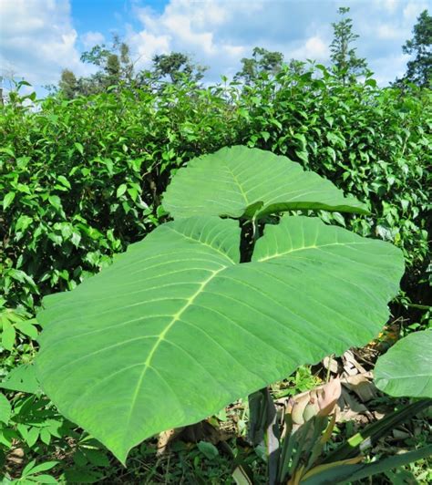 Giant Green Leaf Free Stock Photo Public Domain Pictures