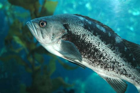 8 Sea Bass Baits To Guarantee Catching Fish