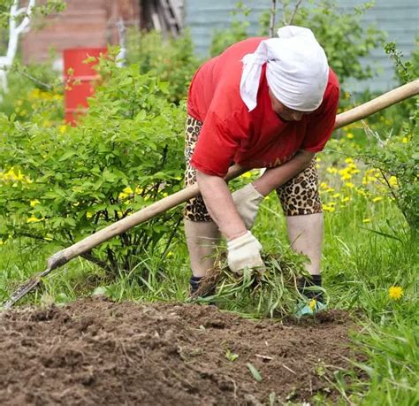 The Best Weeding Tools For The 6 Most Common Garden Weed Problems
