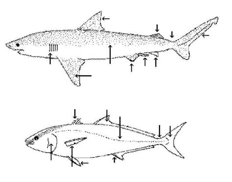 Cartilaginous Vs Bony Fish Quiz