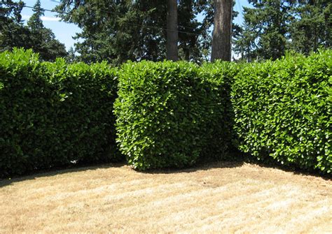 The 7 Best Trees And Shrubs For Privacy Screening In Your