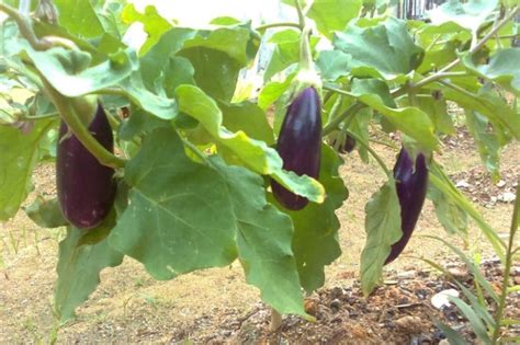Cara merawat terong ungu agar berbuah lebat.yang benar harus di perhatikan beberapa hal di antaranya adalah menyiapkan. 4 Cara Merawat Terong Agar Berbuah Lebat | Teknikbudidaya.Com