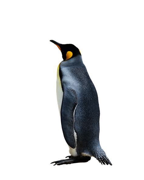 Emperor Penguin Png Image File Png All