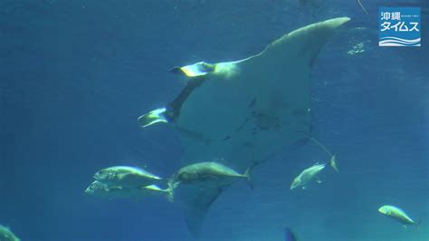 世界最大のエイ、世界で初飼育 沖縄美ら海水族館にジャイアントマンタ youtube