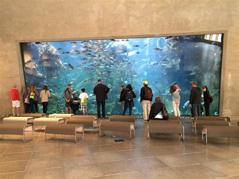 24 Seattle Aquarium Inspirasi Terbaru