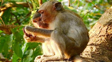 Amber Group Monkey Real Life Monkeys Of Amber Group Cute Baby