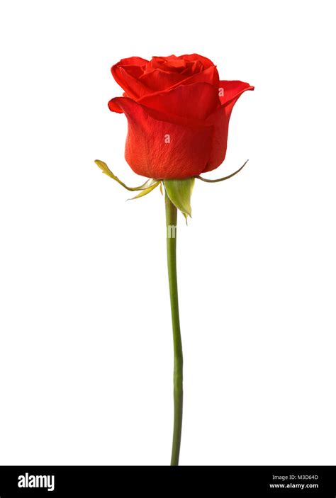 Bright Red Rose Isolated On White Background Stock Photo Alamy