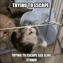 Sea Slug Studio Silly Cat GIF Sea Slug Studio Silly Cat Trying To Escape Discover Share GIFs