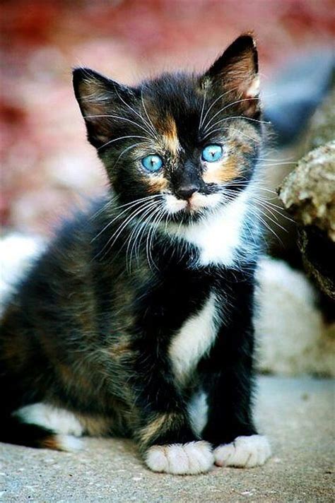 45 Cute Calico Cat Kitten Furry Kittens