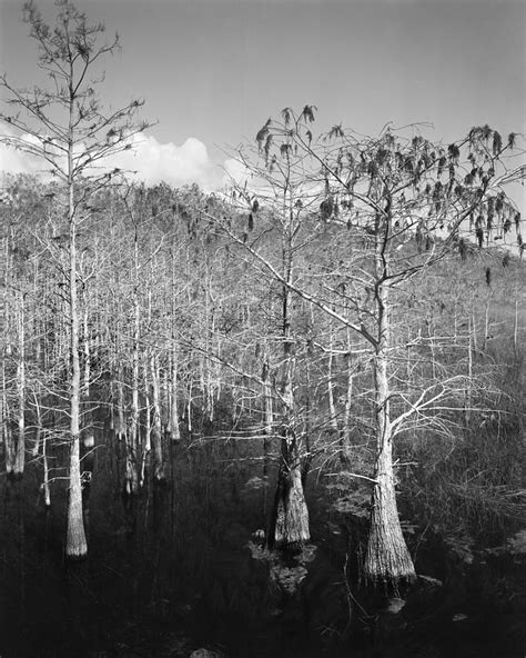 Dwarf Pond Cypress Trees Photograph By Rudy Umans Fine Art America