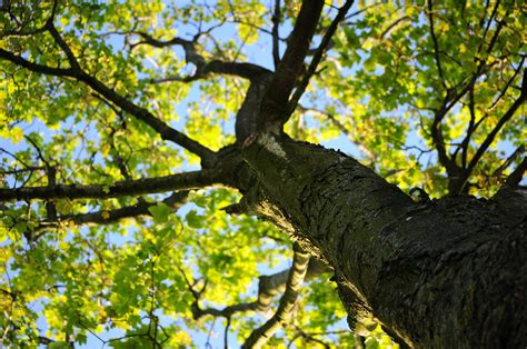 Low Angle Photo Of Green Leafed Tree · Free Stock Photo