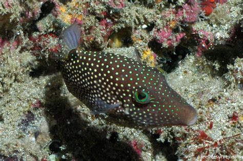 Canthigaster Punctatissima Spotted Sharpnosed Puffer Reef Life Survey